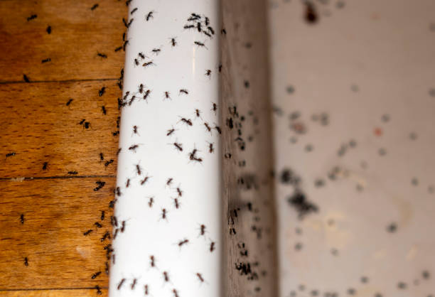 Best Mosquito Control Services  in High Rolls, NM