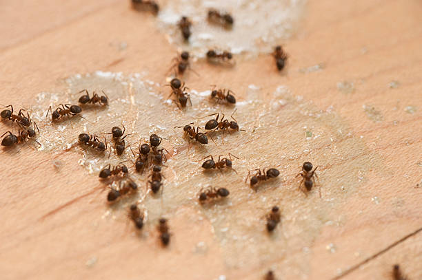 Best Pest Control Near Me in High Rolls, NM